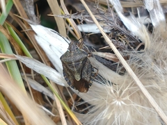 Carpocoris melanocerus