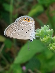 Freyeria trochylus