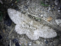 Hypomecis punctinalis conferenda