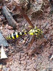 Phimenes flavopictus