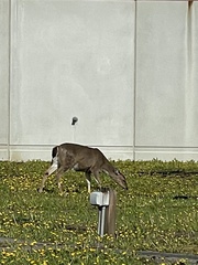 Odocoileus hemionus sitkensis