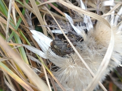 Carpocoris melanocerus