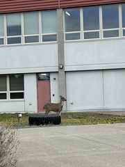 Odocoileus hemionus sitkensis