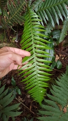 Blechnum attenuatum