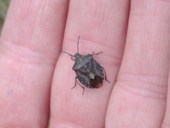 Carpocoris melanocerus