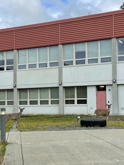 Odocoileus hemionus sitkensis