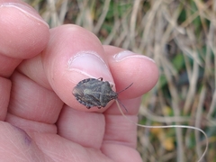 Carpocoris melanocerus