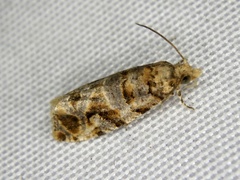 Lobesia aeolopa