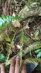 Blechnum attenuatum