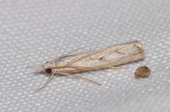 Agriphila geniculea