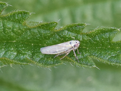 Macrosteles