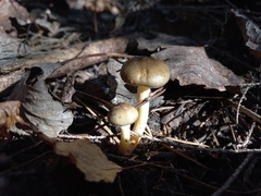 Hygrophorus hypothejus