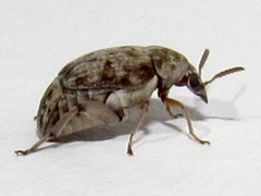 Algarobius bottimeri