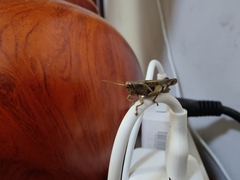 Xenocatantops brachycerus