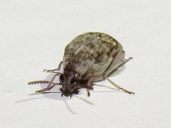 Algarobius bottimeri