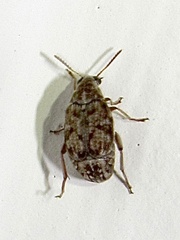 Algarobius bottimeri