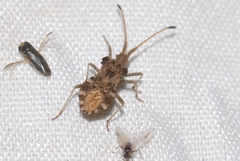 Centrocoris spiniger