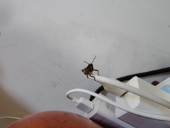 Xenocatantops brachycerus