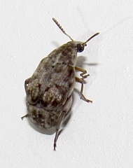 Algarobius bottimeri
