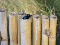 Xylocopa violacea