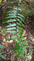 Asplenium nitens