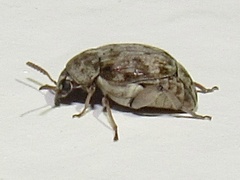 Algarobius bottimeri