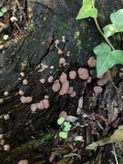 Myxomycetes
