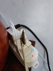 Xenocatantops brachycerus