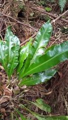 Elaphoglossum