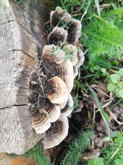 Trametes versicolor