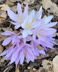 Colchicum troodi