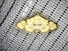 Goniorhynchus butyrosus