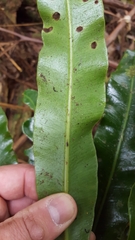Elaphoglossum