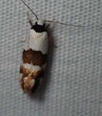 Monopis icterogastra