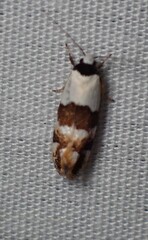 Monopis icterogastra