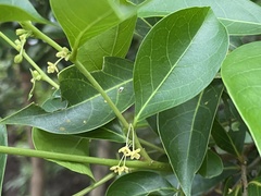 Glochidion rubrum