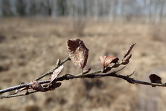 Betula humilis