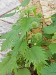 Urtica pilulifera