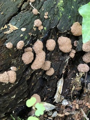 Myxomycetes