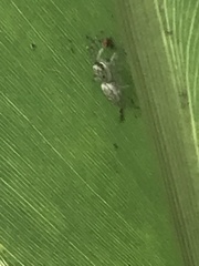 Phintelloides versicolor