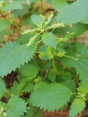 Urtica pilulifera
