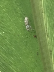 Phintelloides versicolor