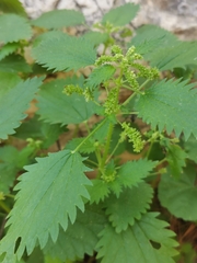Urtica pilulifera