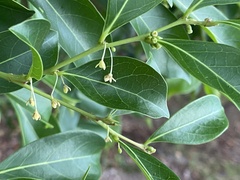 Glochidion rubrum