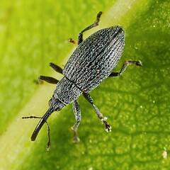 Catapion