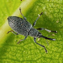 Catapion