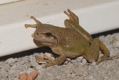 Hyla meridionalis