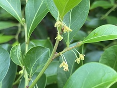 Glochidion rubrum