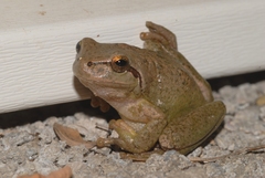 Hyla meridionalis
