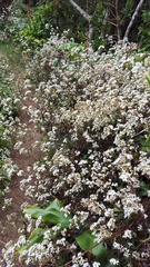 Ageratina riparia